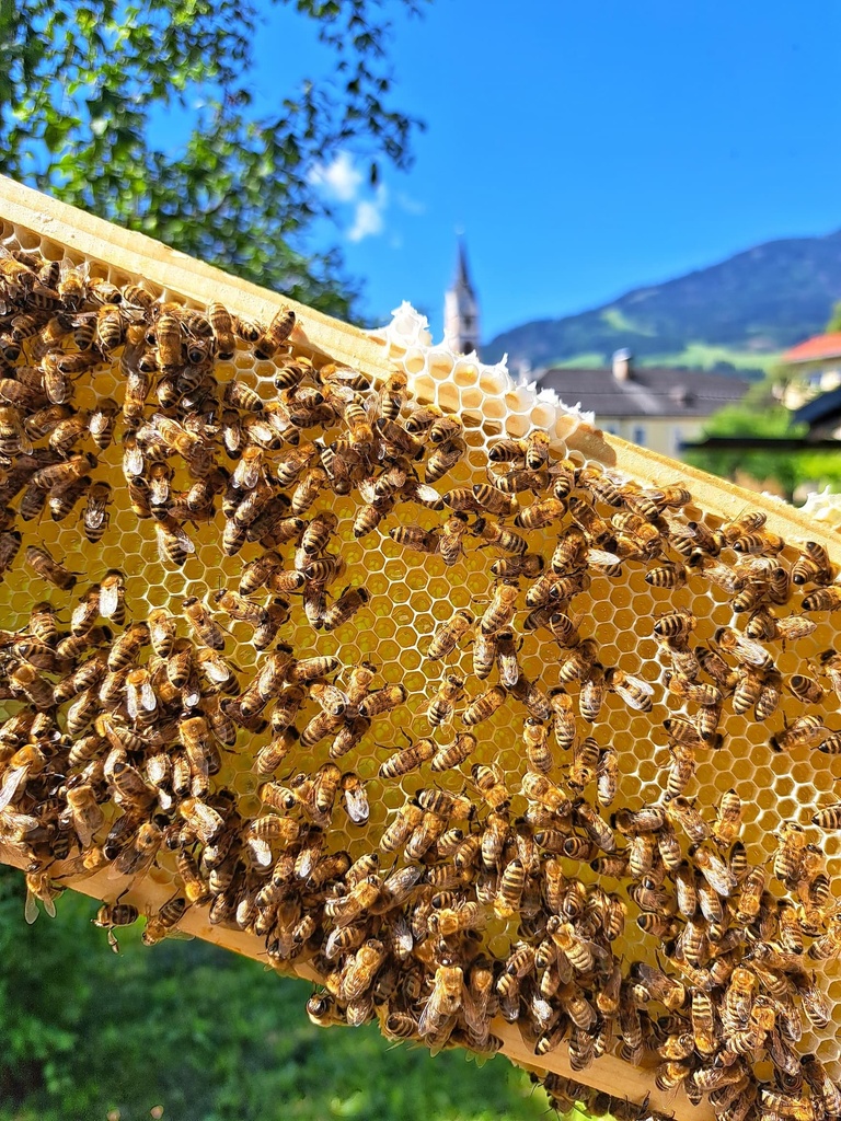 Osttiroler Honig "Klostergarten Lienz" 500g von Imkerei Dolomitenbiene