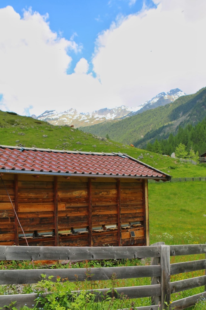 Osttiroler Alpenrosenhonig 500g von Imkerei Dolomitenbiene