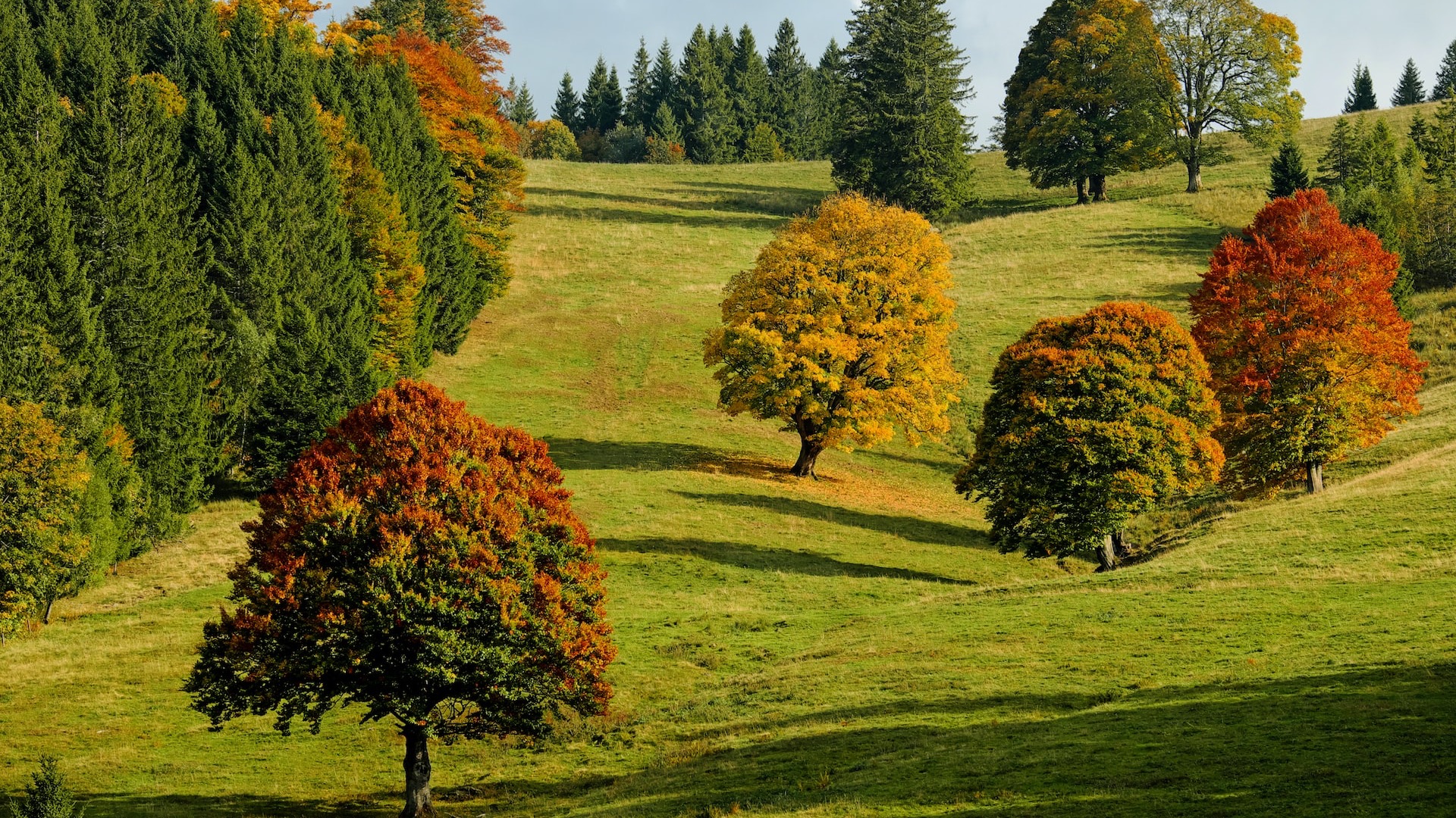Wald Waldhonig Wald Waldhonig