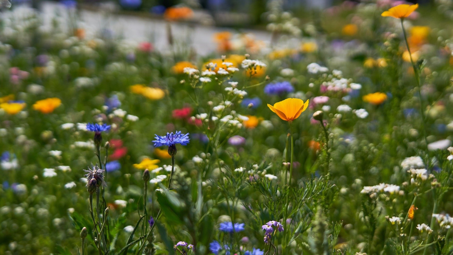 Blüten Blütenhonig