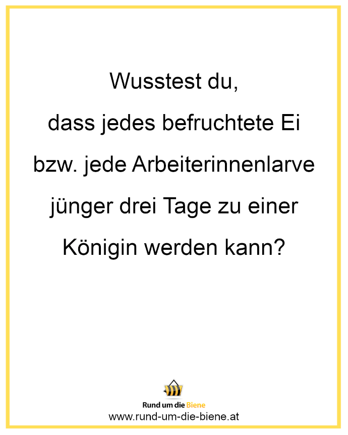 Wusstest du, dass jedes befruchtete Ei bzw. jede Arbeiterinnenlarve jünger drei Tage zu einer Königin werden kann?