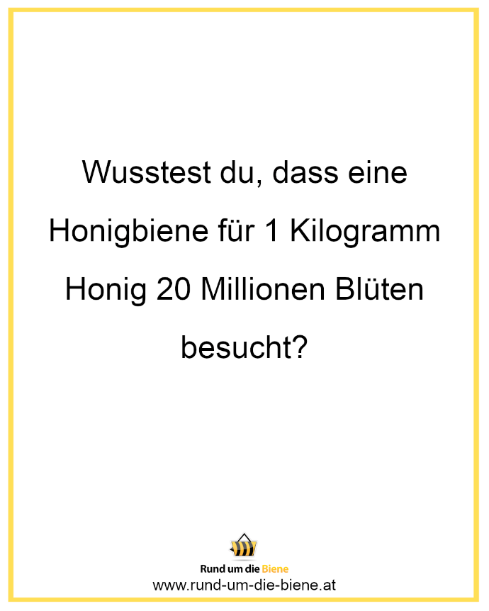Wusstest du, dass eine Honigbiene für 1 Kilogramm Honig 20 Millionen Blüten besucht?
