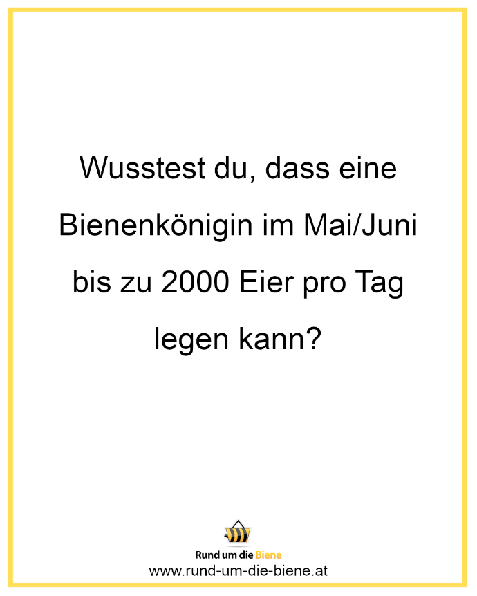 Wusstest du, dass eine Bienenkönigin im Mai/Juni bis zu 2000 Eier pro Tag legen kann?