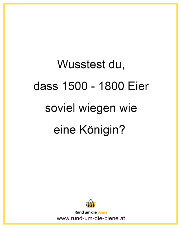 Wusstest du, dass 1500 - 1800 Eier soviel wiegen wie eine Königin?