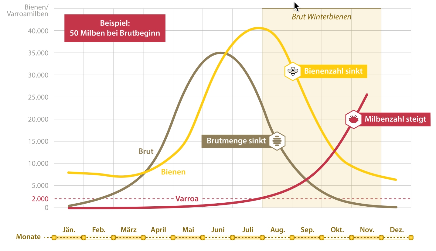 Entwicklung Bienenvolk ohne Varroabehandlung