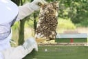 Bienenwachskerze Tannenbaum von Bio-Imkerei Blütenstaub