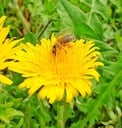 Blütenpollen 65g von Imkerei Dolomitenbiene