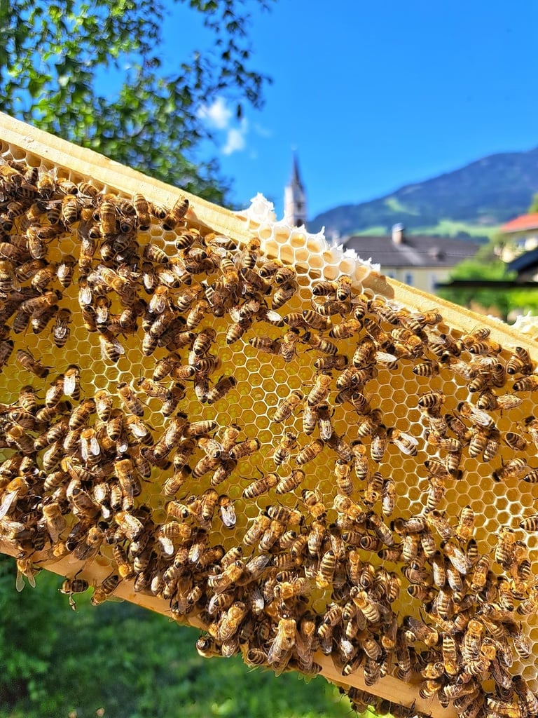 Osttiroler Honig "Klostergarten Lienz" 500g von Imkerei Dolomitenbiene