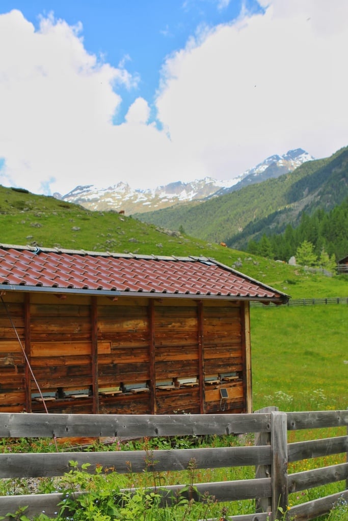 Osttiroler Alpenrosenhonig 500g von Imkerei Dolomitenbiene