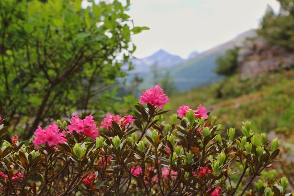 Osttiroler Cremehonig Alpenrose 250g von Imkerei Dolomitenbiene