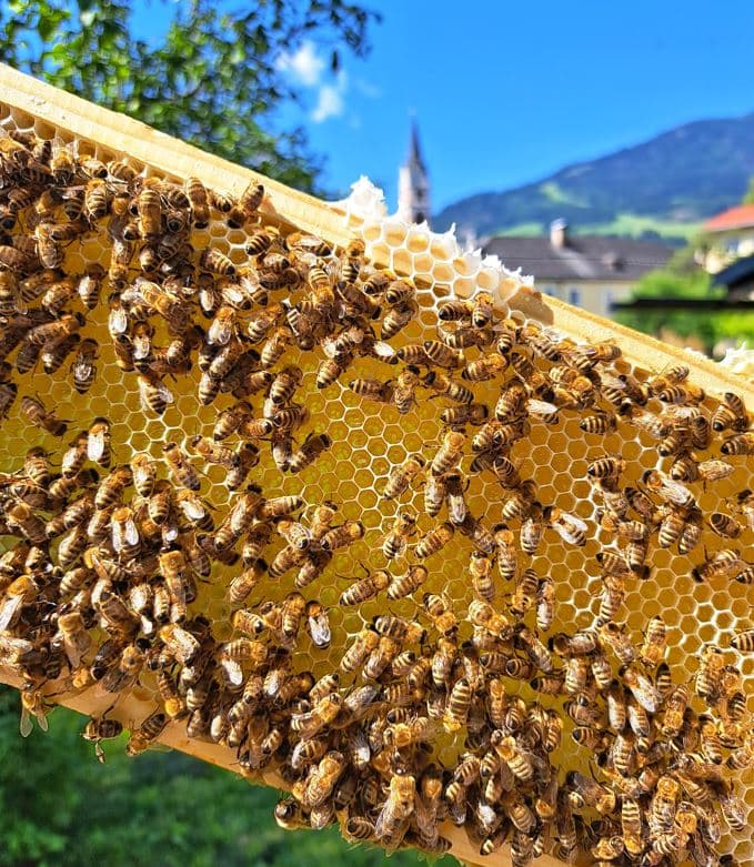 Propolis-Creme "Natur-Pur" 30g von Imkerei Dolomitenbiene
