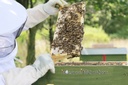 Bio-Imkerei Blütenstaub Bio-Honig trifft Walnuss 130g