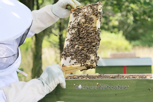 Bio-Imkerei Blütenstaub Bio-Wabenhonig komplett mit Rähmchen direkt von der Biene (Wildausbau)