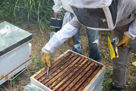 Api Life Var 2 Plättchen von Chemicals Laif