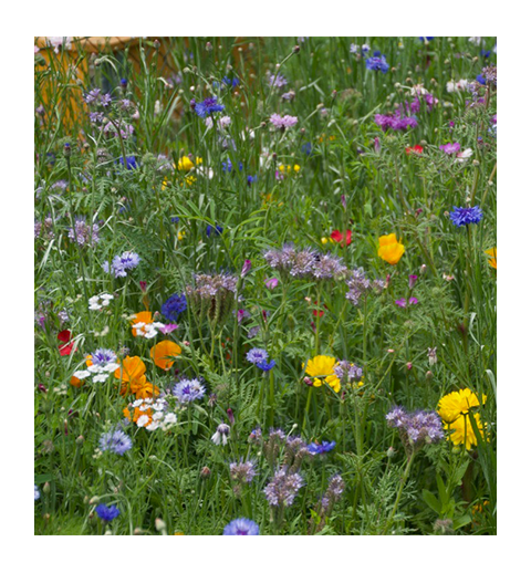 Blumenwiese "Bunte Naturwiese" 100g von Grünland Qualitäts Saatgut