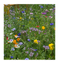 Blumenwiese "Bunte Naturwiese" 100g von Grünland Qualitäts Saatgut