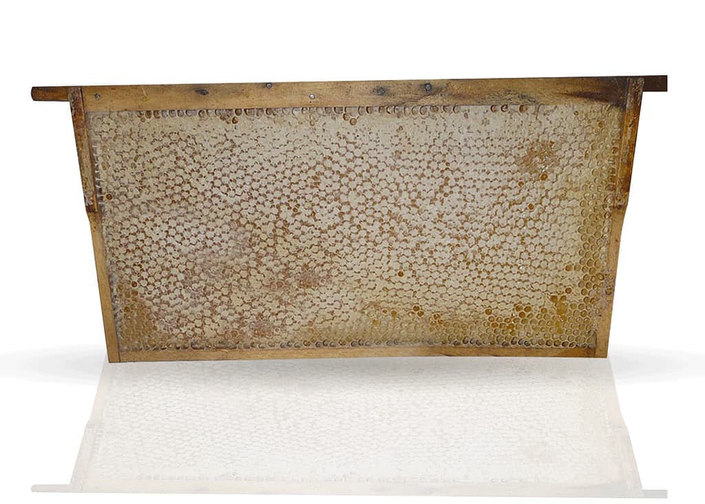 Bio Wabenhonig komplett mit Rähmchen direkt aus dem Bienenstock (Wildausbau) von Bio-Imkerei Blütenstaub